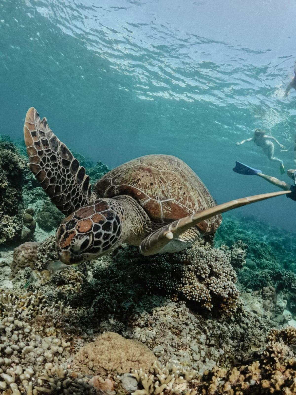 Tipsea Turtle Gili Air Hotel ภายนอก รูปภาพ
